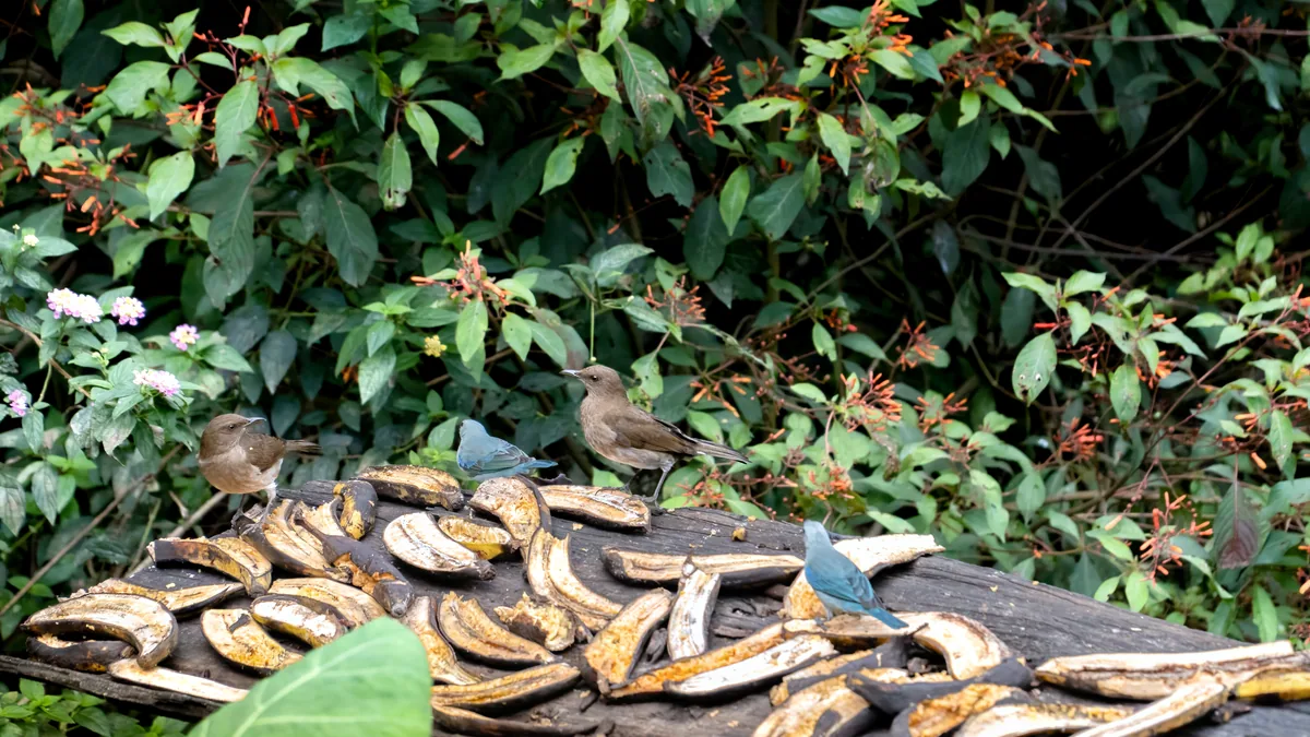 Unos pajaros tropicales posados en una estación de alimentacion del refugio actual.