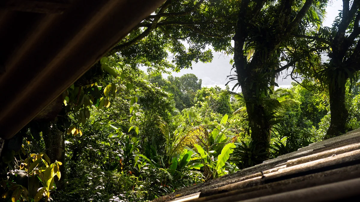El dosel de la selva tropical se abre sobre el sendero del ecoparque en Palenque.