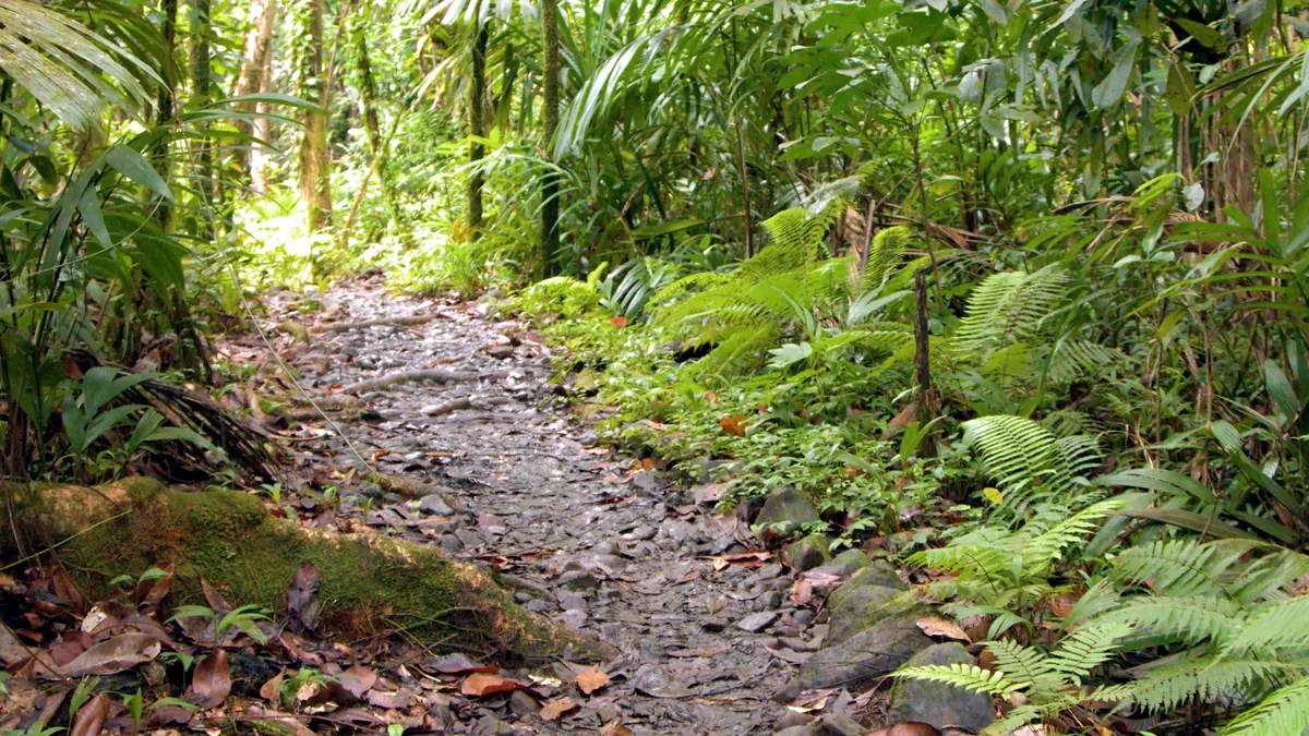 Un sendero de caminata serpentea entre arboles altos en el bosque cerca de Palenque.