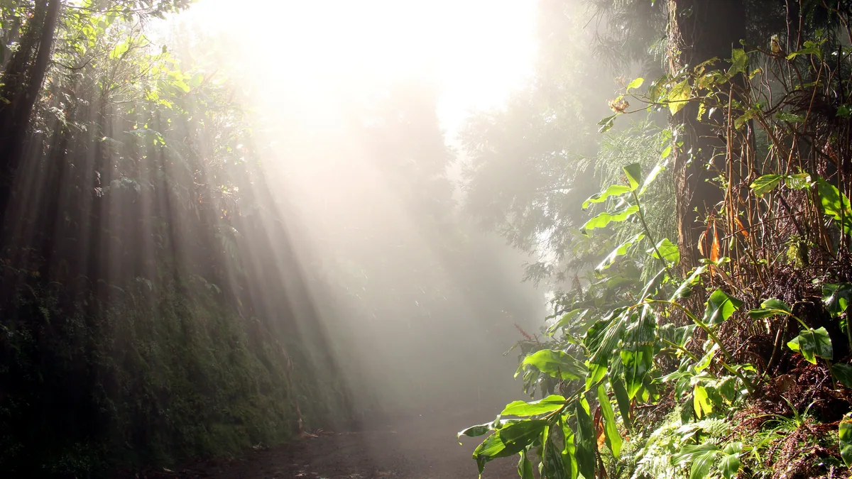 La niebla matutina se cuela entre los arboles de la selva de Palenque al amanecer.